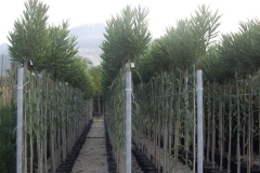 Nerium oleander alberello 
